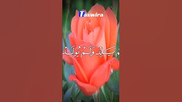 اسمع و لن تندم تلاوة فاقت التوقعات - #سورة_الإخلاص #قرآن