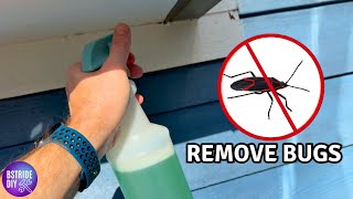 Non Toxic Method to Get Rid Of Box Elder Bugs