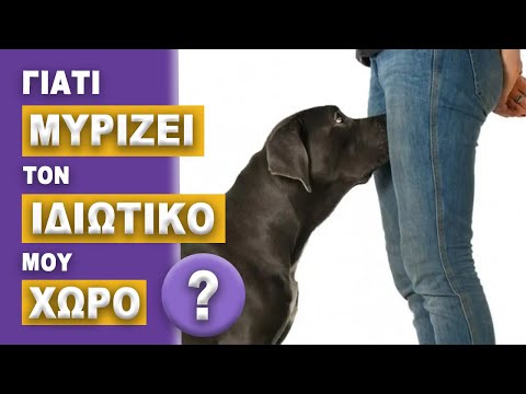 Βίντεο: Τι είδους σκυλί είναι ένας σκύλος;