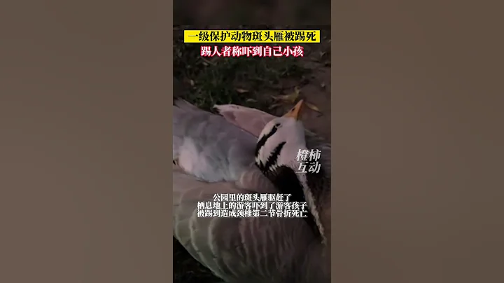 國家一級保護動物斑頭雁被踢死，踢人者稱嚇到自己小孩。｜中國大陸　河北石家莊　#shorts - 天天要聞