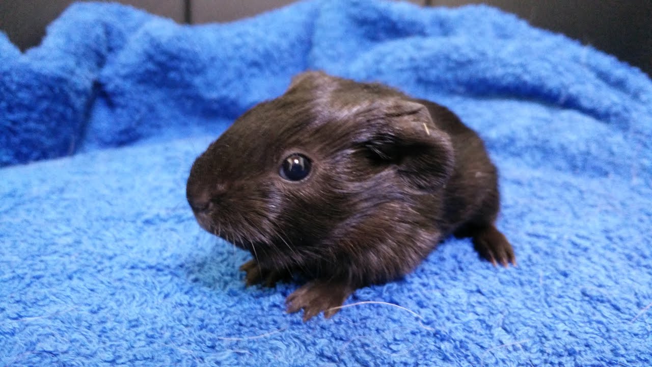 MeerschweinchenbabyEin viel zu kurzes Leben! YouTube MeerschweinchenbabyEin viel zu kurzes Leben! YouTube