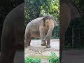 枝を巻き込む長い鼻：巨獣の食卓に秘められた進化の謎
