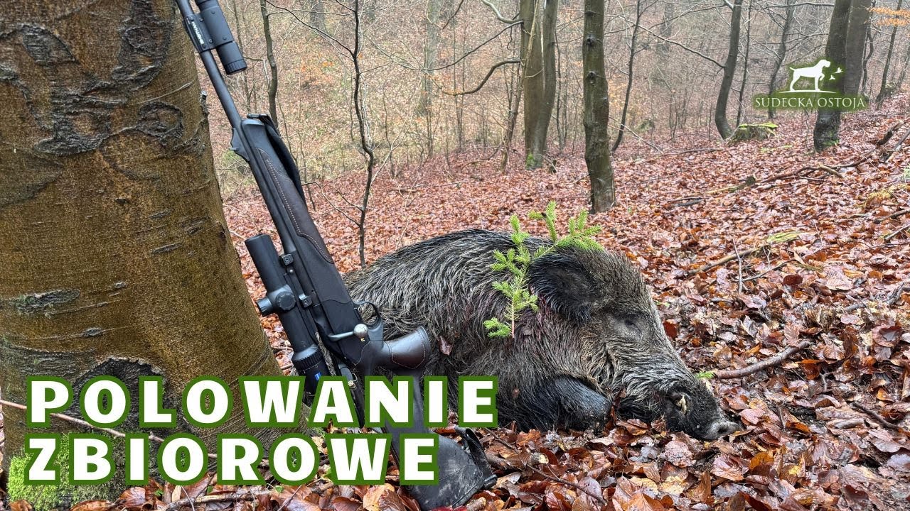Polowanie Zbiorowe. Driven Hunt in Poland