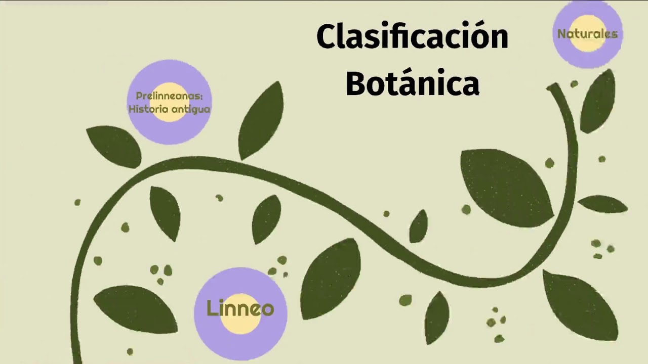 Clasificacion Biologica Taxonomia Biologia Botanica Images
