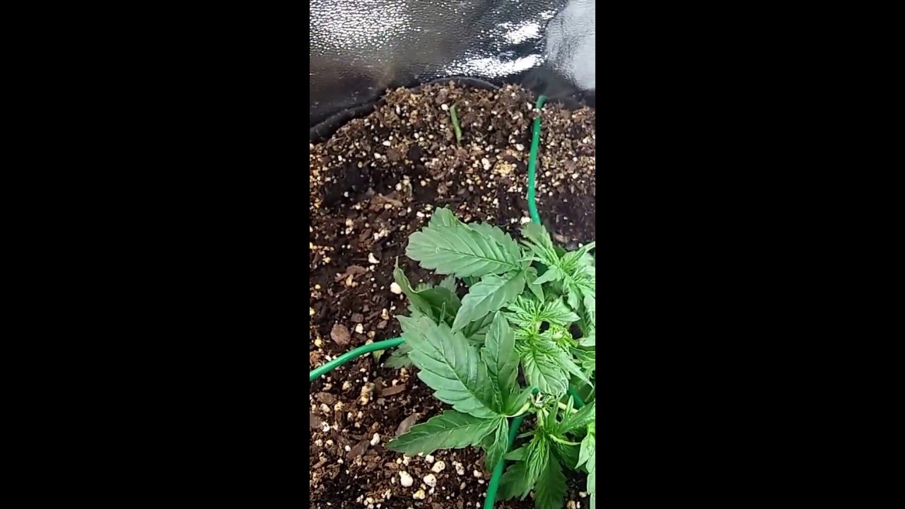 Autoflower experiment Topping & LST (week 3) YouTube