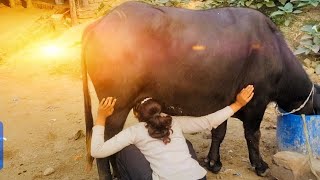 #caw #caw #caw #caw #caw #caw #caw #caw #caw #caw #caw #caw #cae #milkingmachineincoimbatore 