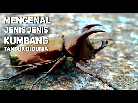 Video: Jenis kumbang: deskripsi dan foto