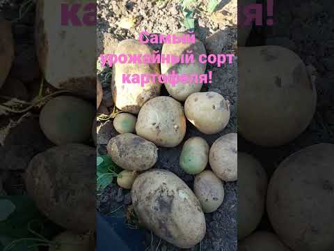 Video: Impala sort - potatis 