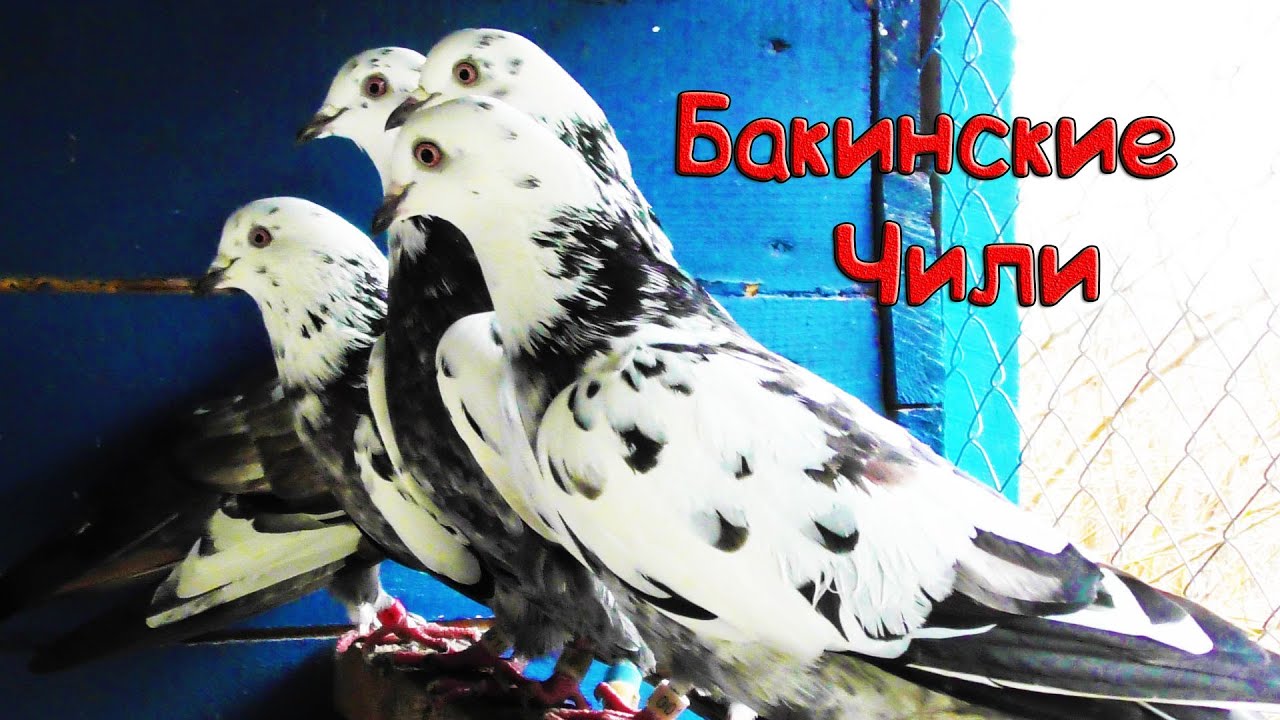 Бакинские бойные голуби чили