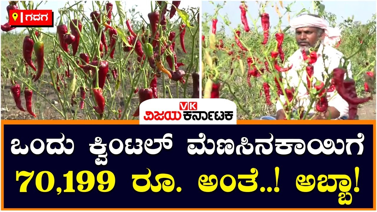 ಒಂದು ಕ್ವಿಂಟಲ್‌ ಮೆಣಸಿನಕಾಯಿಗೆ 70,199 ರೂ. ಅಂತೆ..! ಅಬ್ಬಾ! | Vijay Karnataka