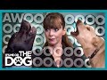 A Dog Symphony as Howling Dogs Shock Victoria |  It's Me or The Dog