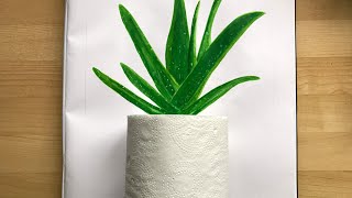 Painting realistic Aloe Vera in a tissue roll as a pot/ Aloe Vera Pintura