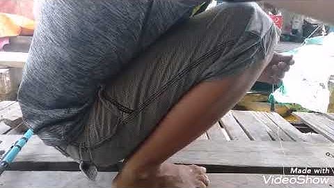 Câu tôm bằng trùng đất đầu mùa lũ. Nhạy như trùng biển