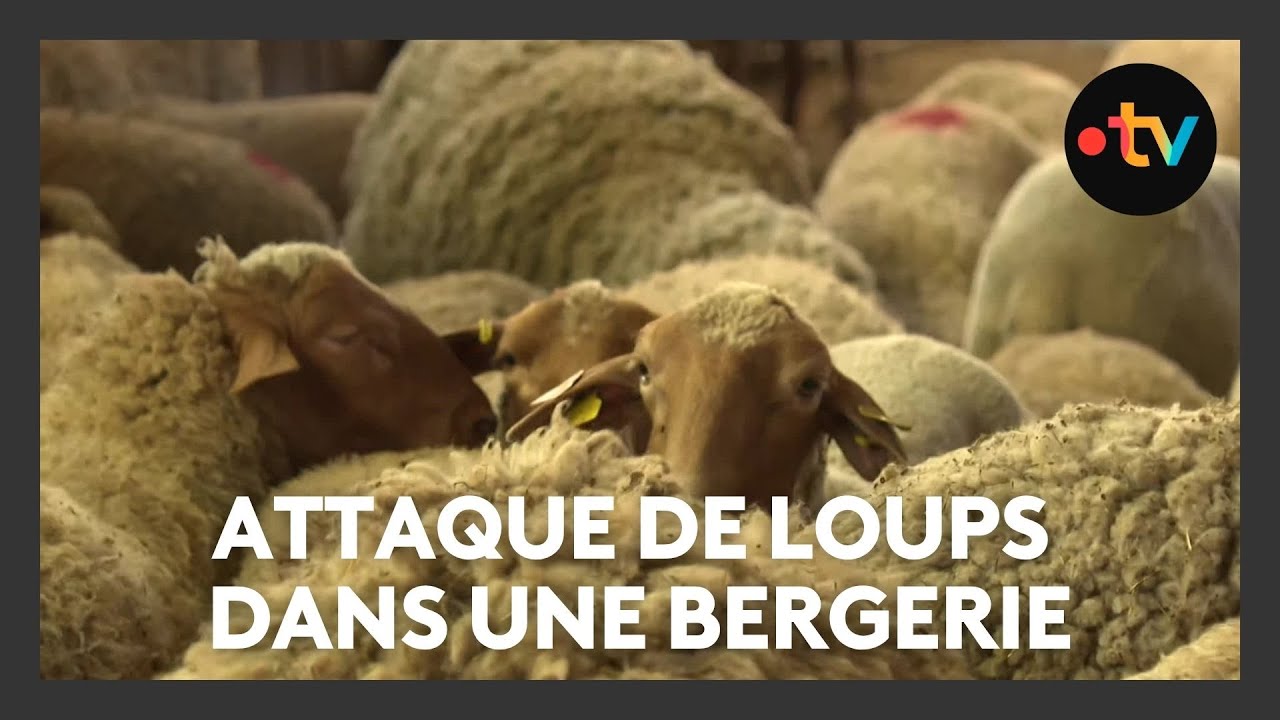 Attaque de loups : une soixantaine de brebis tuées dans une bergerie
