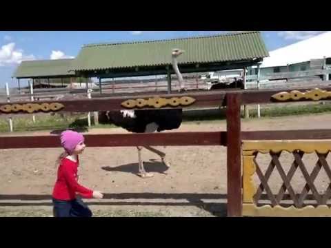 Забег наперегонки со страусом. Экскурсия на страусиную ферму. Бюро любопытных путешествий Пермь.