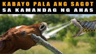 Paano Ka MALILIGTAS ng kabayo sa KAGAT ng kamandag ng AHAS | How Horses Save Humans From Snake Bites