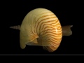 view The Magnificent Shells of the Smithsonian digital asset number 1