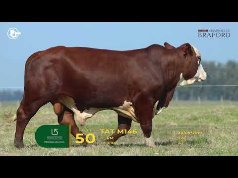 LOTE 50 - TAT M146