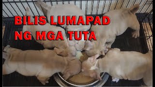 TAMANG BOMBA TAYO NG MGA PUPPIES NATIN AMERICAN BULLY DOGS | DON RAIDER VLOG 290