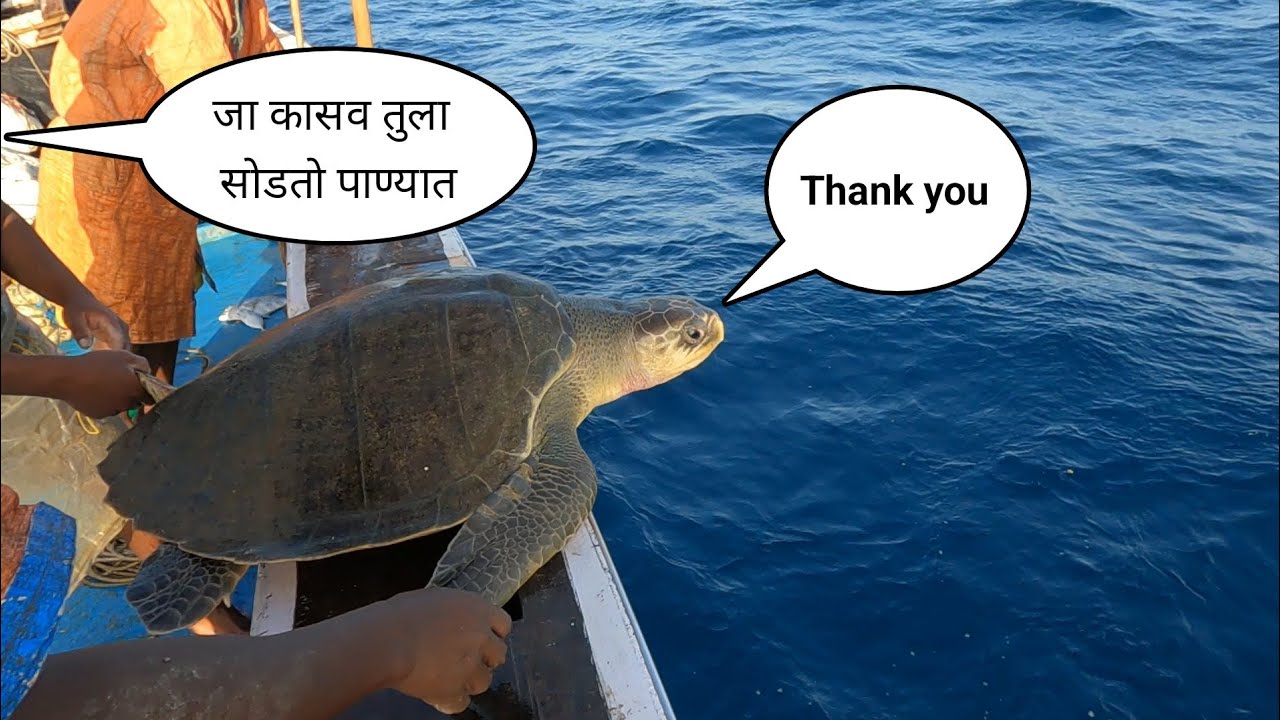 सुरमईच्या जाळीत आला मोठा समुद्री कासव🐢. 10 दिवस खोल समुद्रात मासेमारी. mumbai indian fishing
