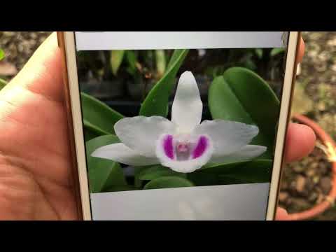 Video Xuất Địa Lan Vàng YT, 5ct Hà Tĩnh, VP, NH, HD, Lh... - youtube