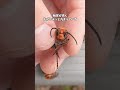 みんな戦ってるのに隠れていた蜂 #スズメバチ #昆虫観察