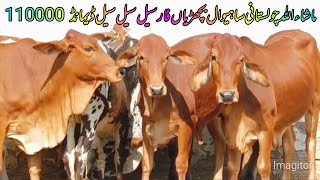 Mashallah cholistani sahiwal supreem Quality super duper Bachrian for call//6/11//2025