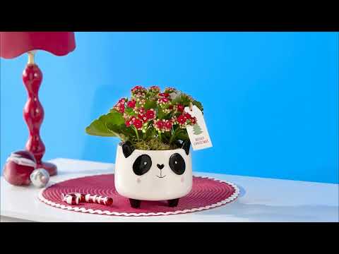 Christmas Plants from Flying flowers