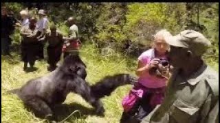 This Huge Gorilla Jumps Over Fence And Mauls Visitor