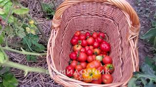 Семена томатов сорта Черри. Выращивание томатов из семян. От пачки семян до урожая томатов.