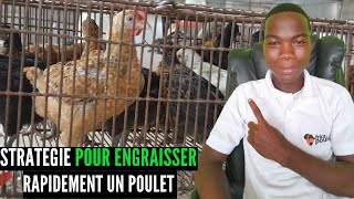 3 Techniques à Utiliser  Pour Faire un Meilleur Engraissement des Poulets Goliath