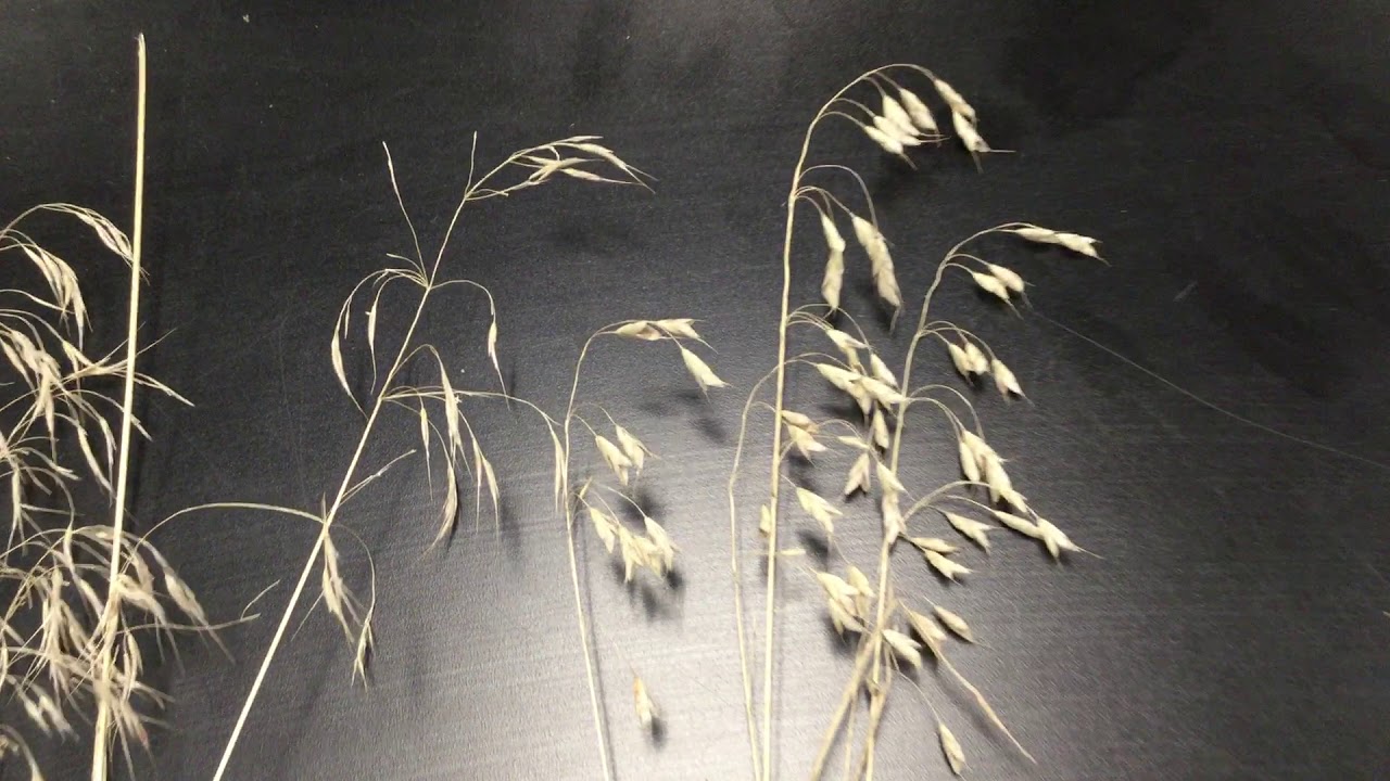 Downy & Japanese brome