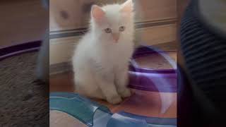 Siberian Kittens: NH cattery