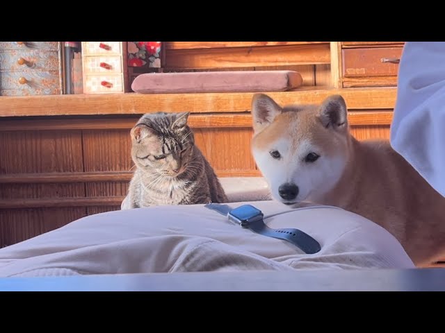 力を合わせてパパが仕事に行くのを阻止しようとする犬と猫たち Dog and