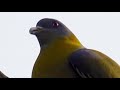 Green Pigeon - A Bird With Unrivalled Voice