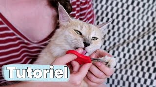 Tutorial: How I trim my cat’s nails?