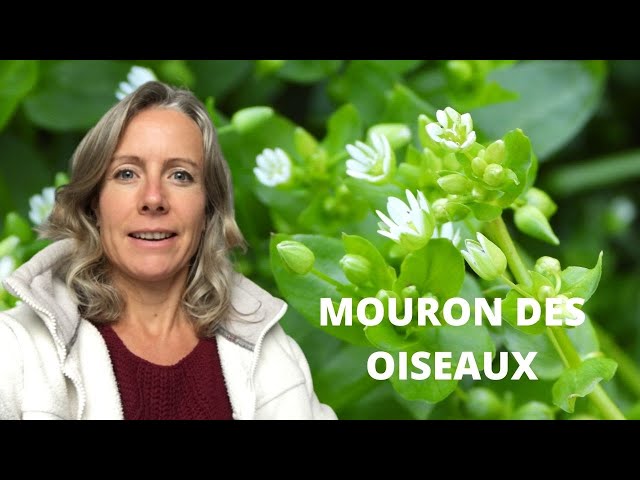 La Stellaire intermédiaire : cette plante qui pousse à l’ombre, se déguste crue et combat les mauvaises herbes