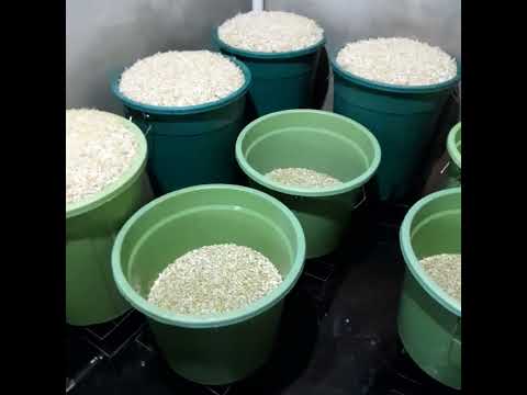 Abc Kacang Hijau