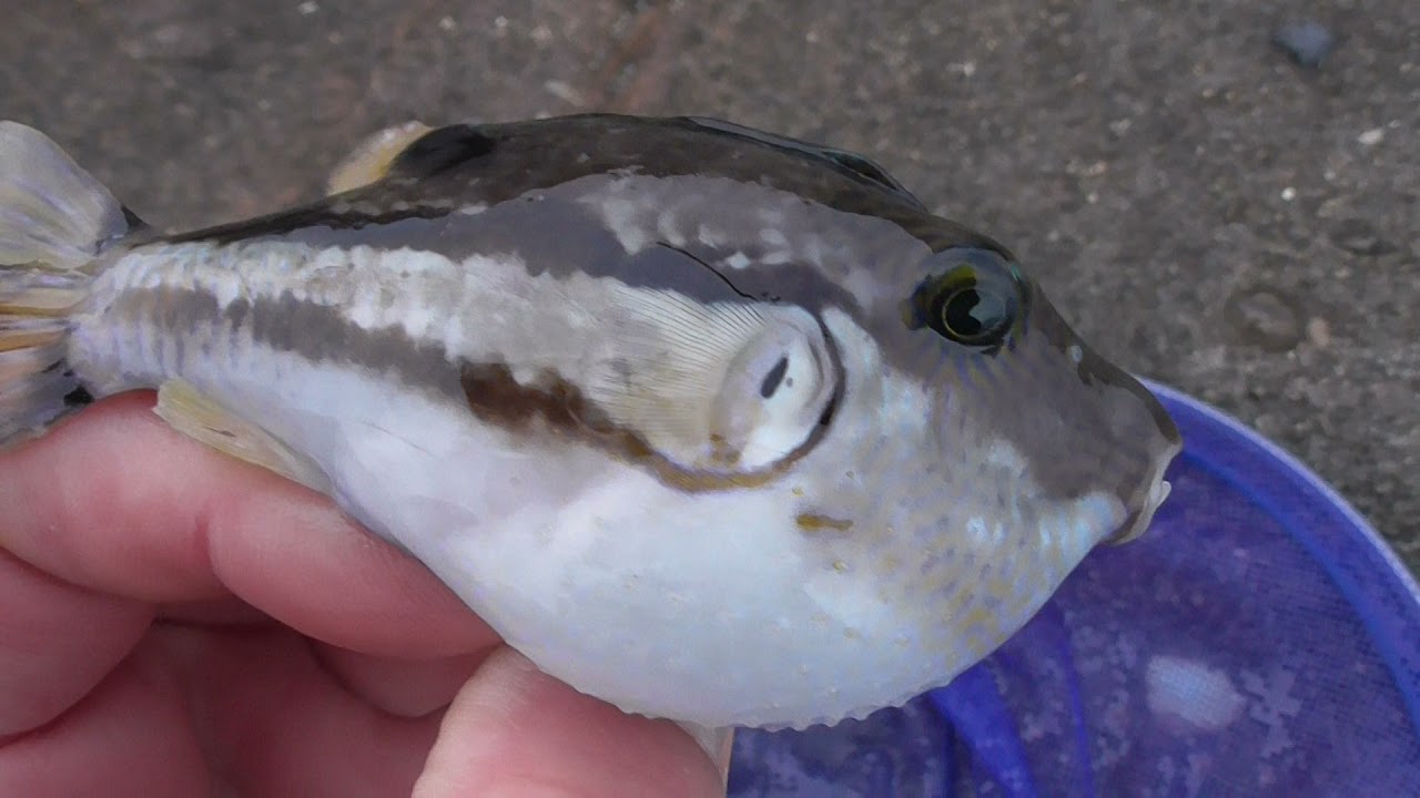 キタマクラはフグの仲間で 猛毒魚なので食べれません 歯も鋭く 一瞬で仕掛けを噛み切ります Youtube