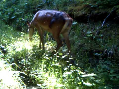 ირემი ბორჯომ-ხარაგაულის ეროვნულ პარკში | Borjomi-Kharagauli National Park