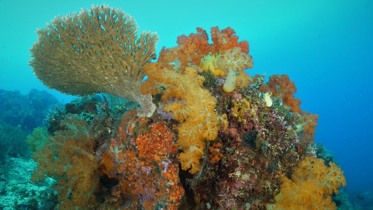 Komodo,Indonesia diving liveaboard Nusatara pictures slide show