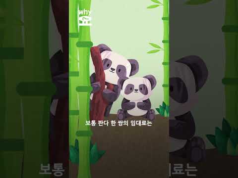 [Why요?] 모든 판다는 중국으로 간다, 왜?