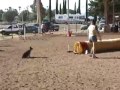 Phoenix Arizona Agility Training | Sit Means Sit