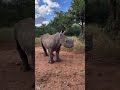 Mother & Calf: An Incredible Encounter with Two White Rhino 🦏