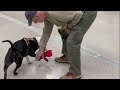 Kourt (at Pet Suites) video