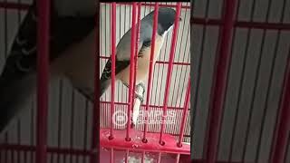 Cendet Variasi Greja Nyeret Super Panjang   Calon Bahaya  