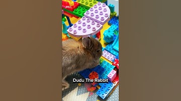 My Rabbit Wants To Destroy My Duplo House 🤣