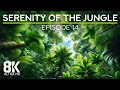 Tropical Forest Ambience for Relaxation (Cicadas &amp; Birdsongs) - 8K Jungle Experience - #14