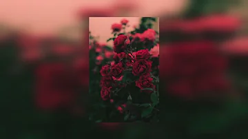 i wish you roses // slowed