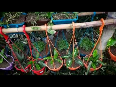 Tree, Flower, Indoor Plant, Outdoor plant Hanging Top Design